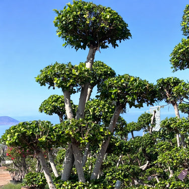 Ficus Bonsai Tree - Crossed Shape